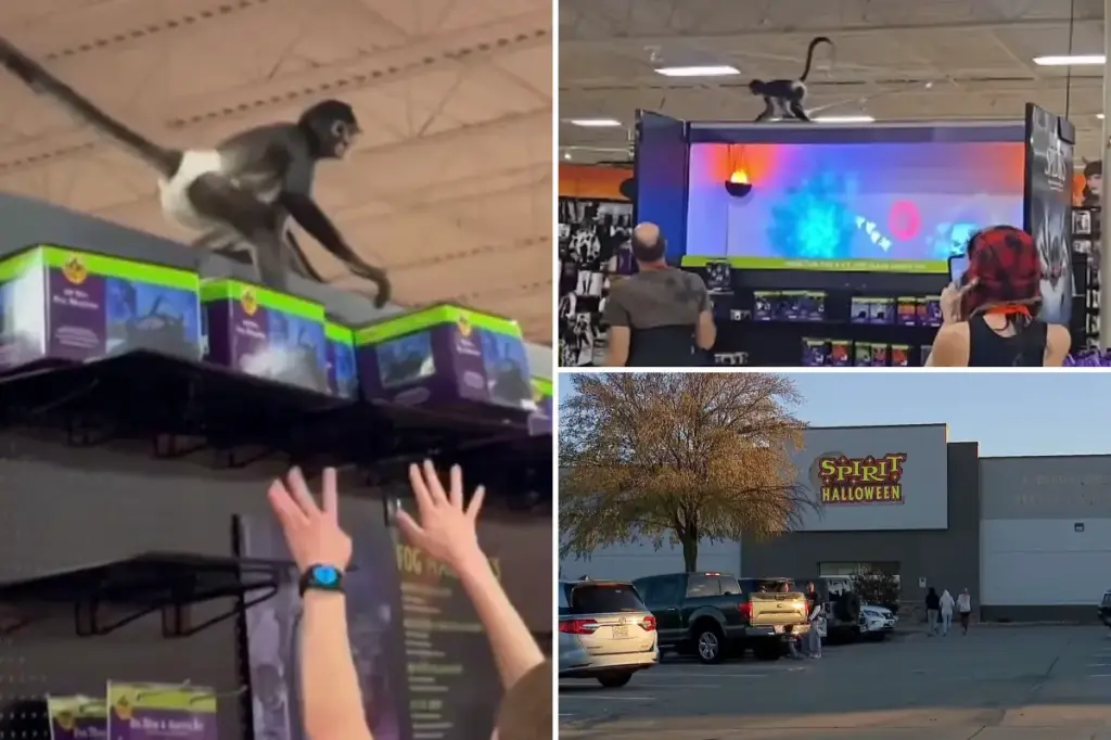 Diaper-wearing monkey escapes inside Halloween store: video