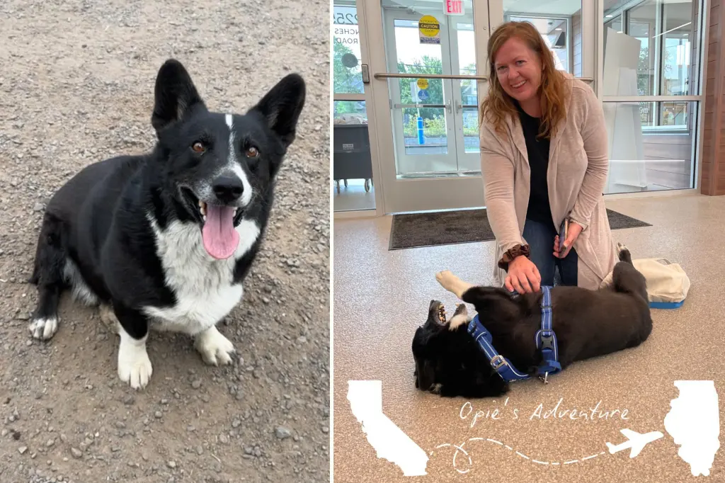 Dog missing during a storm discovered 2,000 miles from home