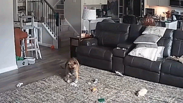 Dog of North Carolina fire chief starts fire by chewing on a battery