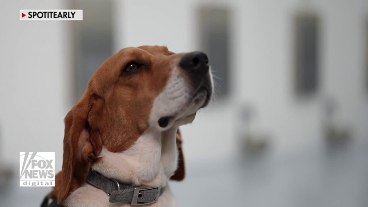 Dogs Harness Their Senses to Detect Cancer