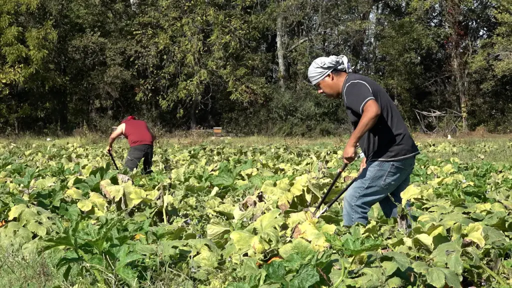 Drought across the U.S. puts pressure on pumpkin farms