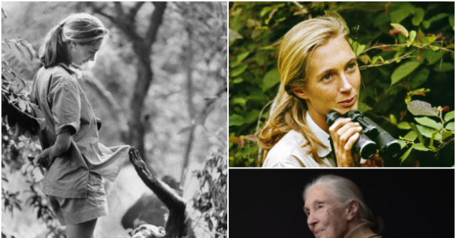 Famous Primatologist and Conservationist Jane Goodall Passes Away at 91