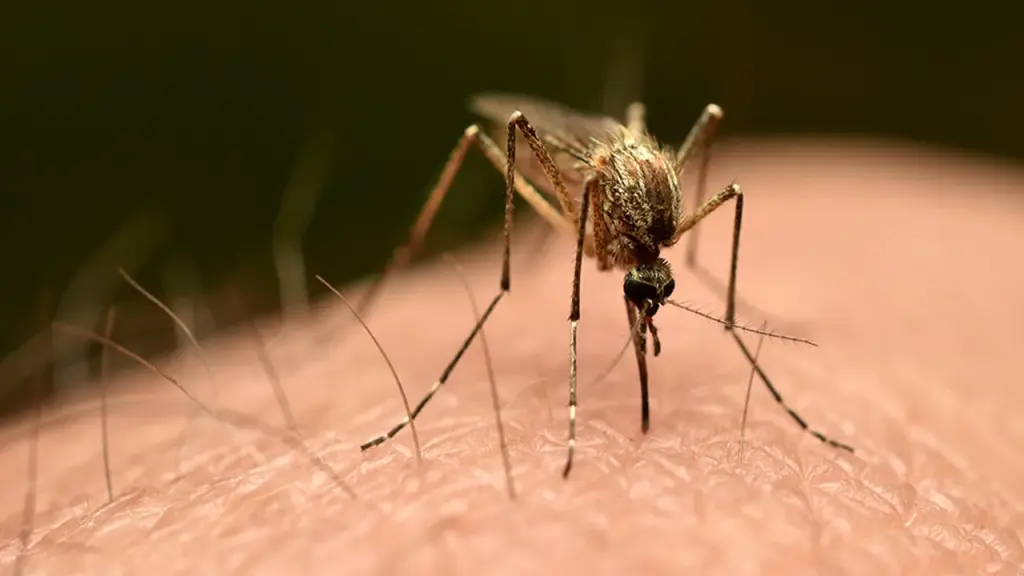 First homegrown case of chikungunya virus confirmed in the US since 2019