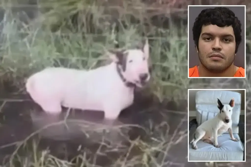 Florida man accused of tying up and abandoning dog during Hurricane Milton cleared of charges, causing anger.