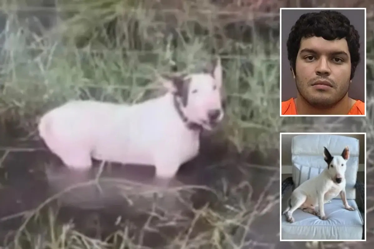 Florida man accused of tying up and abandoning dog during Hurricane Milton cleared of charges, causing anger.