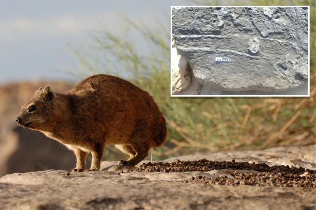 Fossils related to an ancient African mammal reveal a tail-dragging behavior that lasted for many generations.