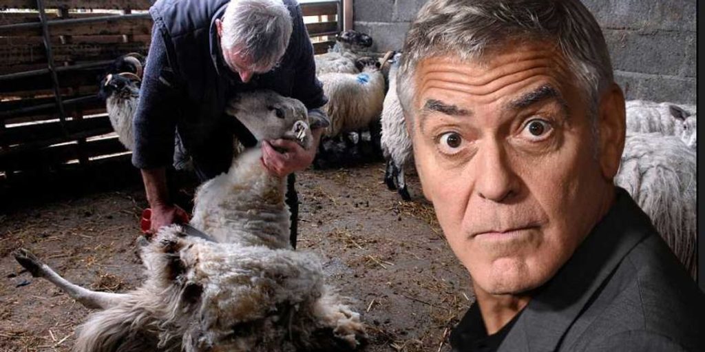 George Clooney as a 'farmer' wouldn't survive a minute with my family's sheep