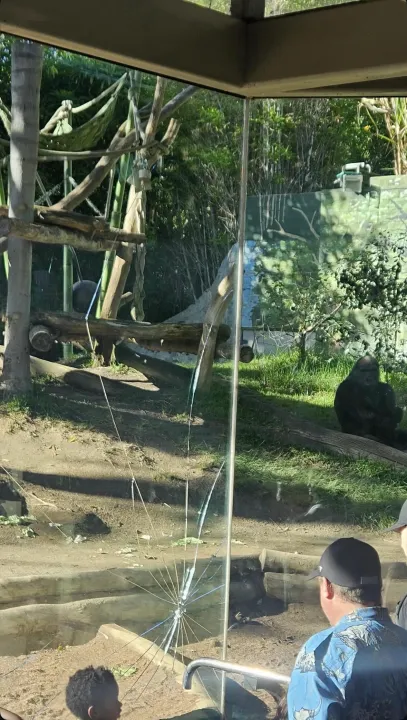Gorilla at San Diego Zoo shatters enclosure glass