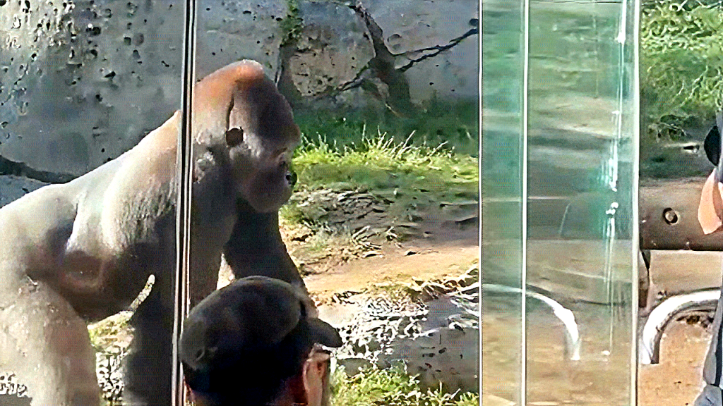 Gorilla rushes through its enclosure, breaking glass at San Diego Zoo, surprising onlookers