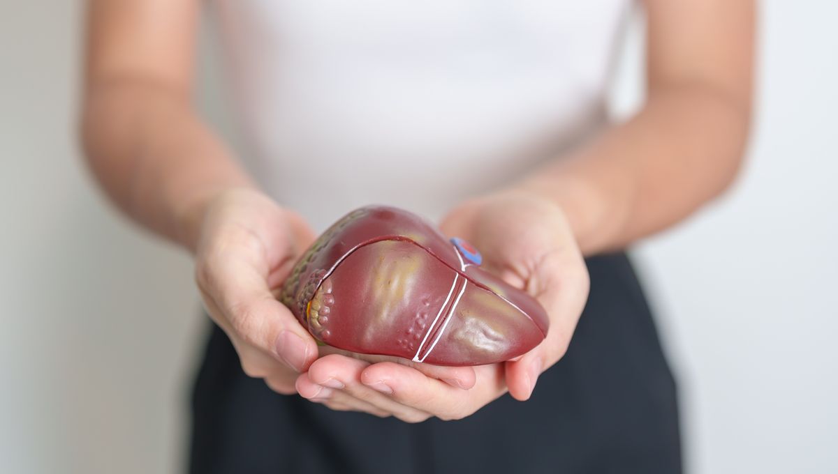 Heavy Drinking Can Halt Liver Recovery, Even After Quitting – Here's Why We Understand Now