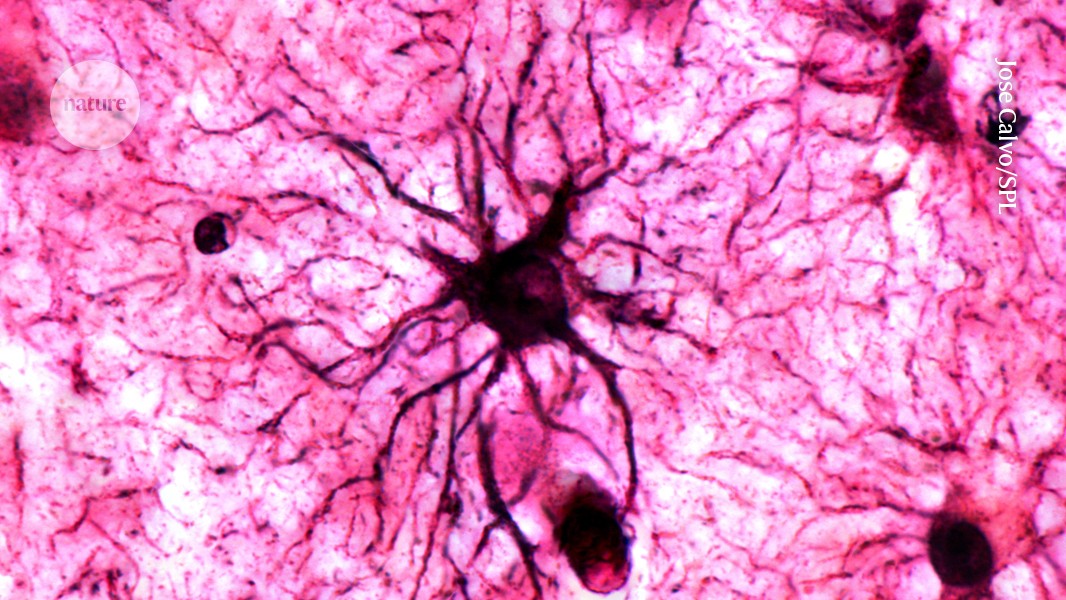 How emotional memories are formed in the brain, aided by unexpected supporting cells