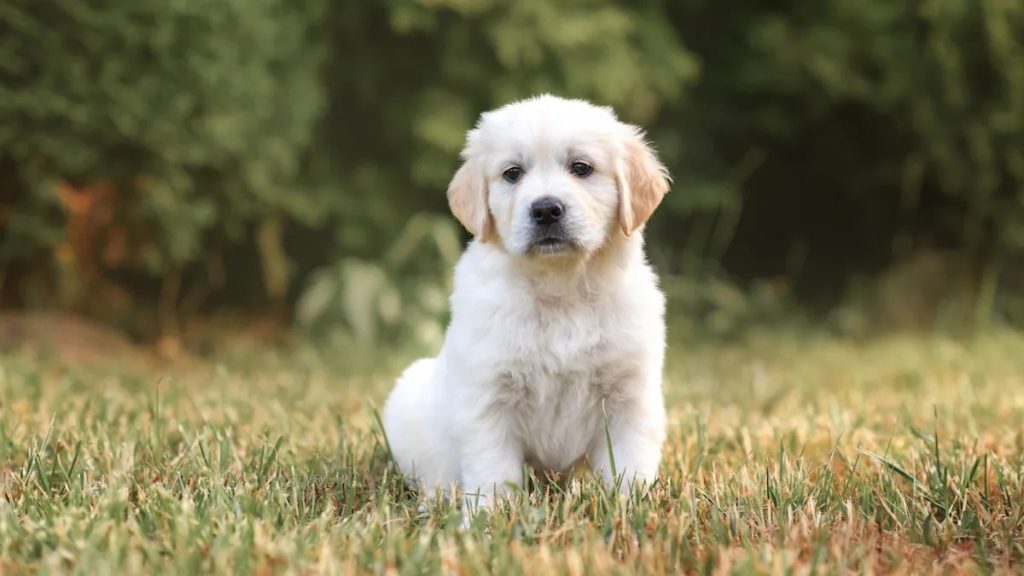 Husband's Heartwarming Response to Wife Bringing Home a Golden Retriever Puppy