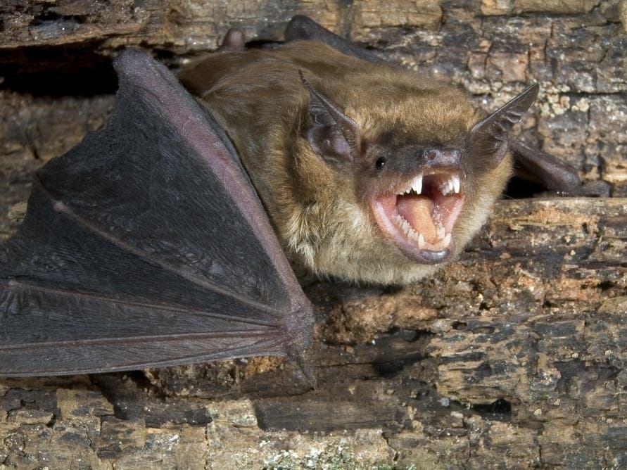Infected Bats in RivCo Lead to Alerts from Health Officials