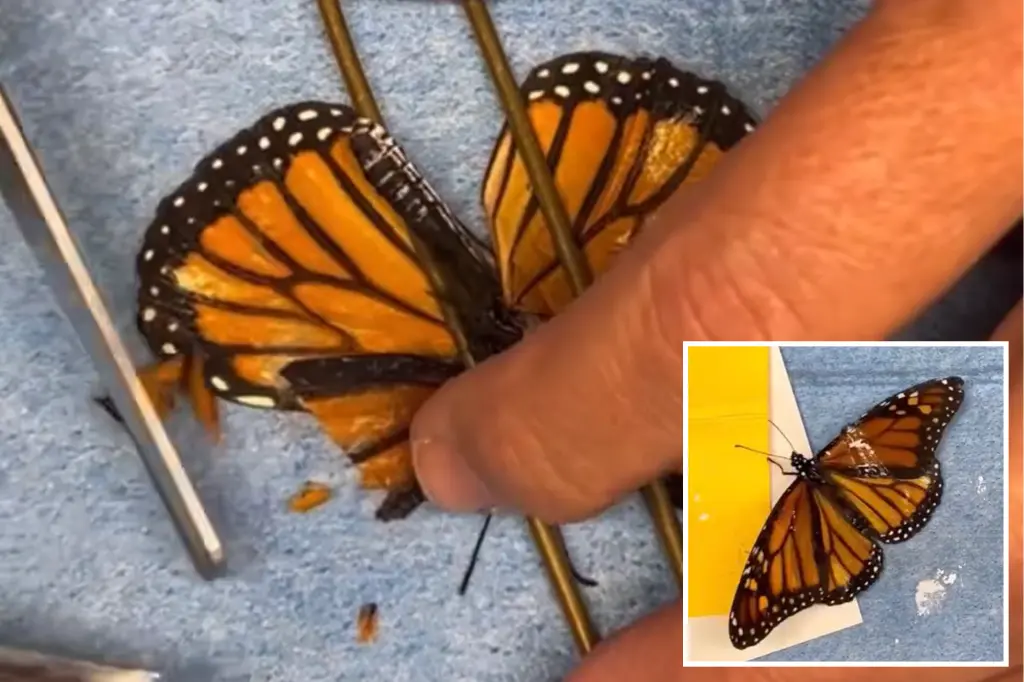 Injured monarch butterfly surprisingly flies again after wing transplant.