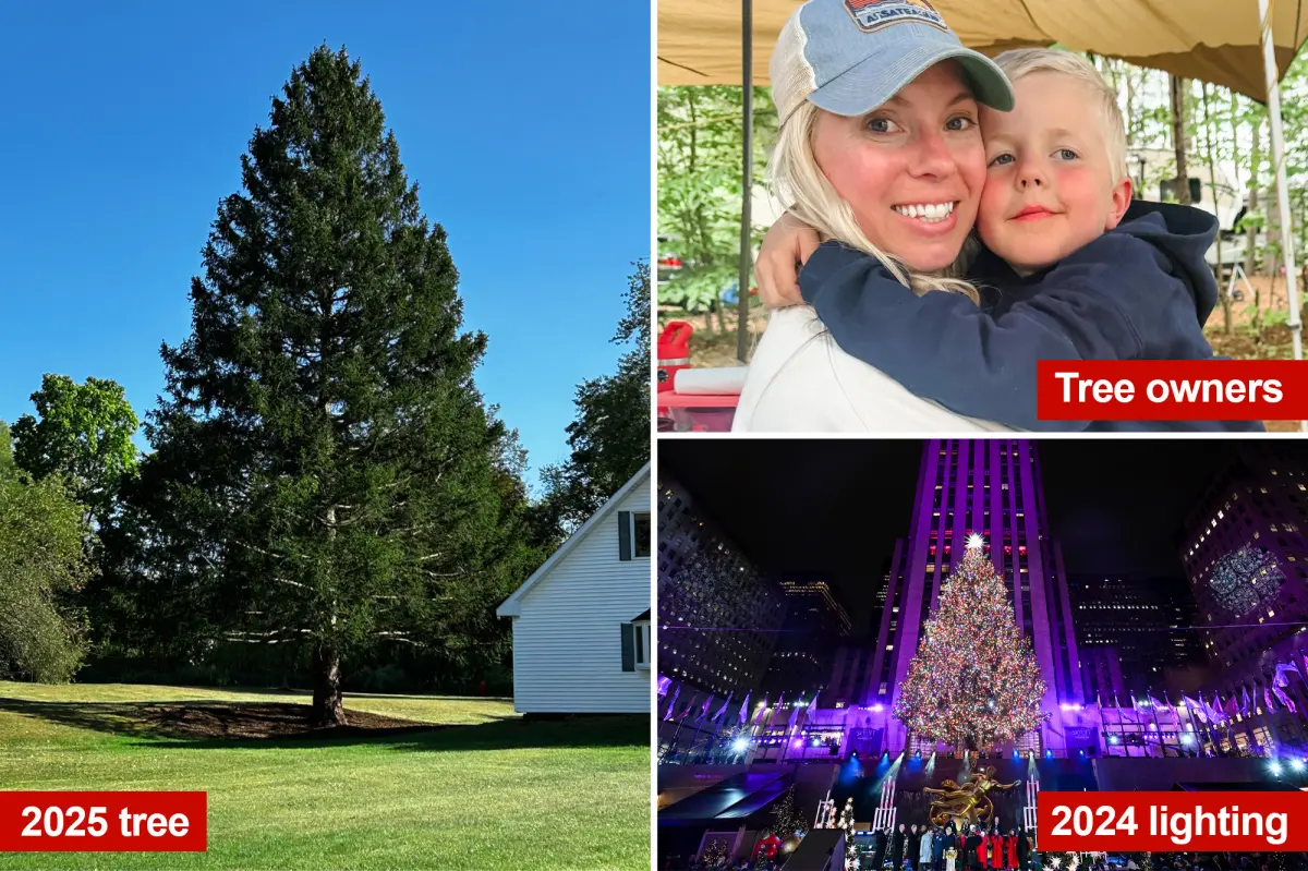 Introducing the new enormous Christmas tree at Rockefeller Center – weighing 11 tons and coming from New York