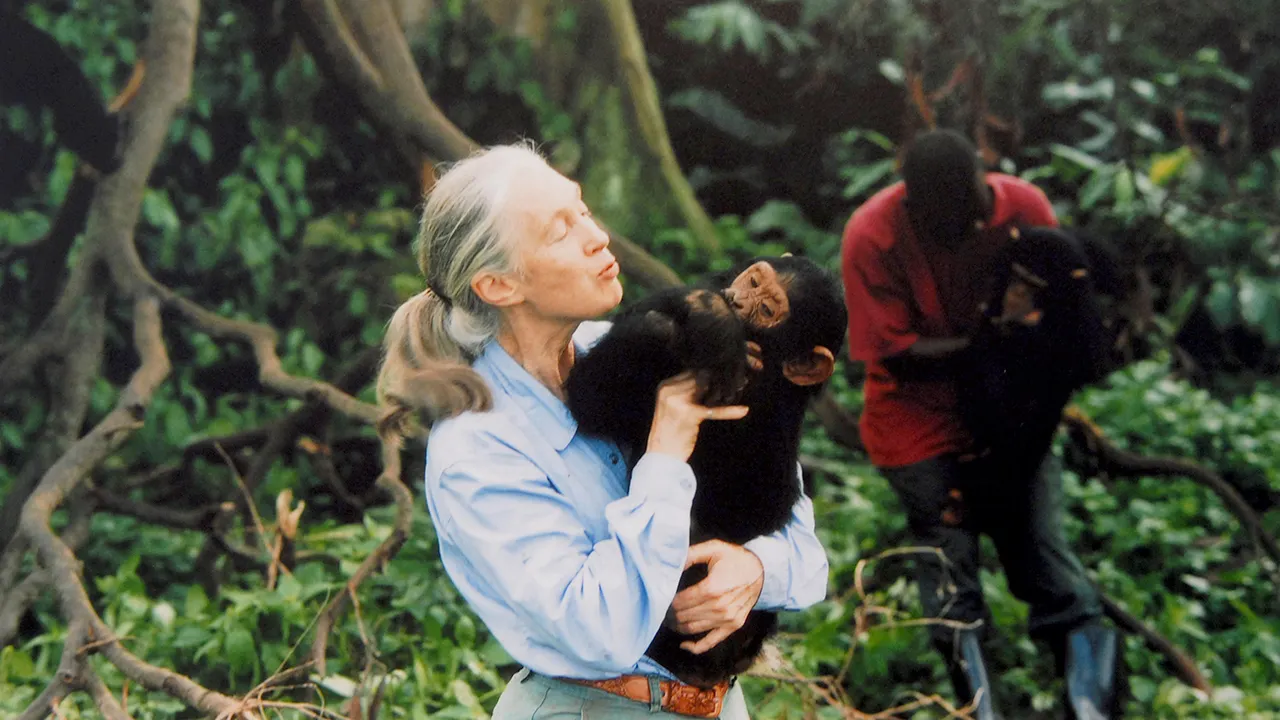 Jane Goodall, researcher of chimpanzees, has passed away at 91.