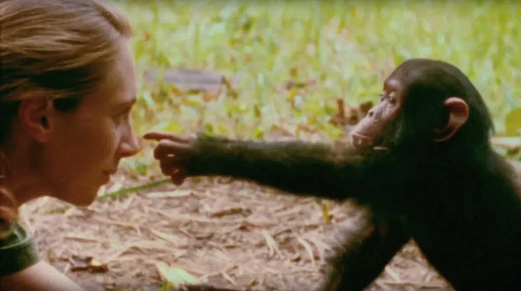 Jane Goodall's research is changing how we view human nature.