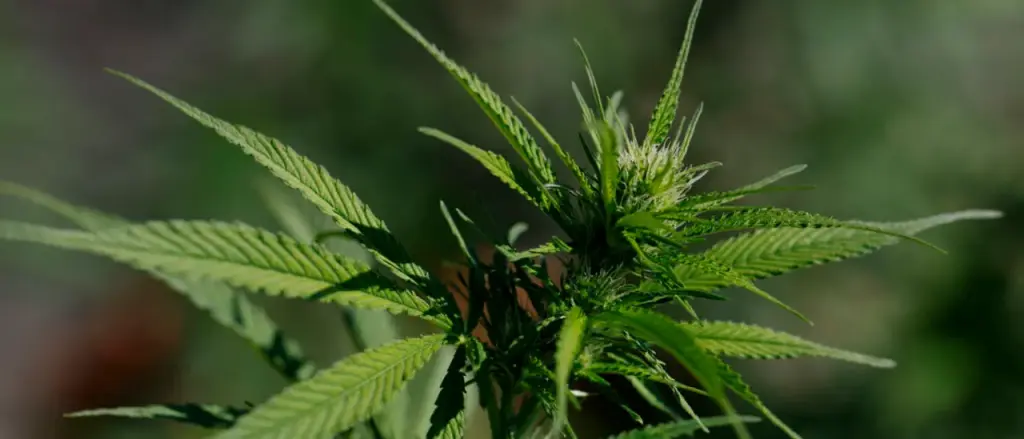 Lawyer Arrested for Alleged Drunken Conduct Outside Girlfriend’s House