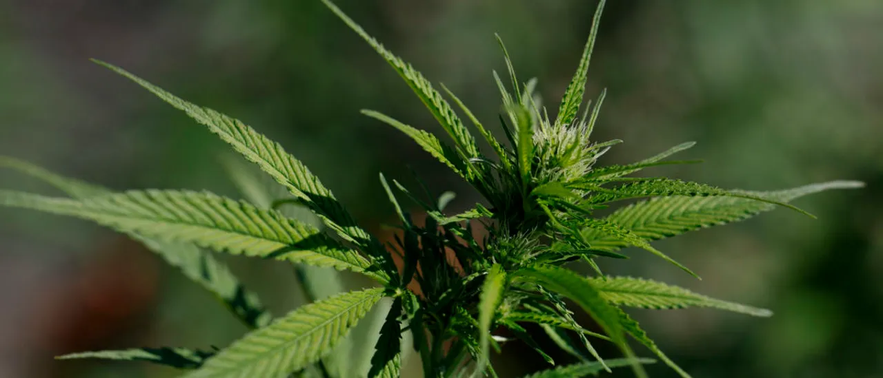 Lawyer Arrested for Alleged Drunken Conduct Outside Girlfriend’s House