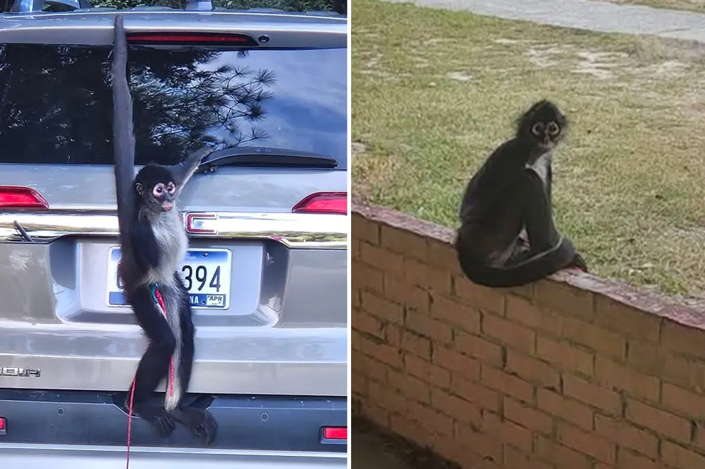 Local clerk captures wandering monkey while enjoying a hot cup of coffee