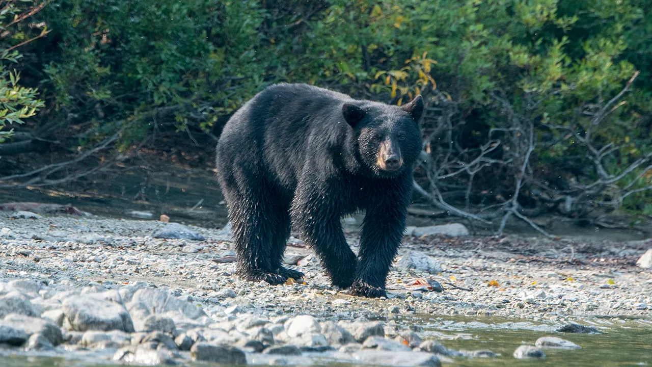Man believed to have been killed by a bear days after sending family pictures of the animal