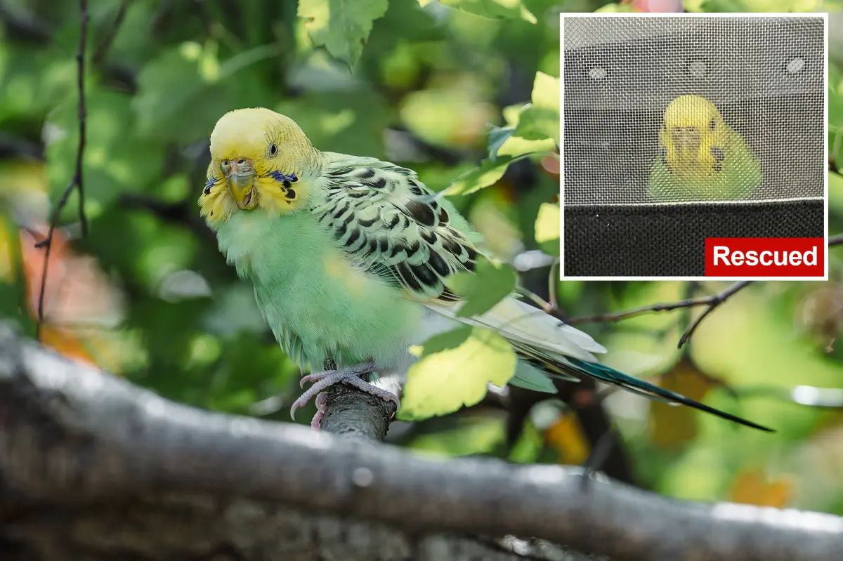 Mei Mei the parakeet has been caught after weeks of being free in Central Park.