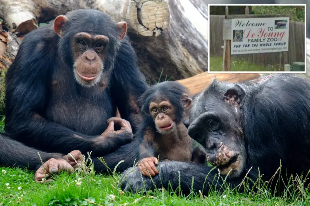 Michigan court decides that chimps are not entitled to human rights and must stay in the zoo.