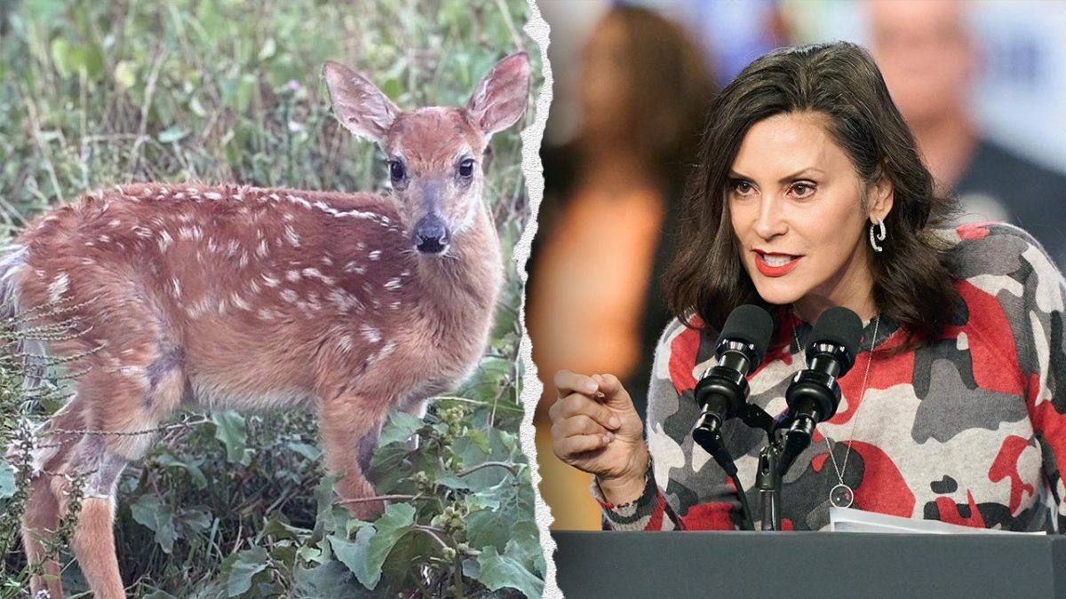 Michigan lawmakers call on Whitmer to protect rescued baby deer and coyote from the DNR