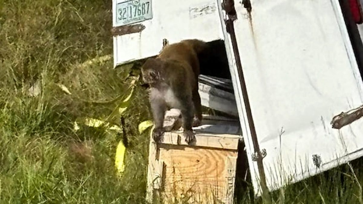 Mississippi highway accident sets 'aggressive' research monkeys loose in the community