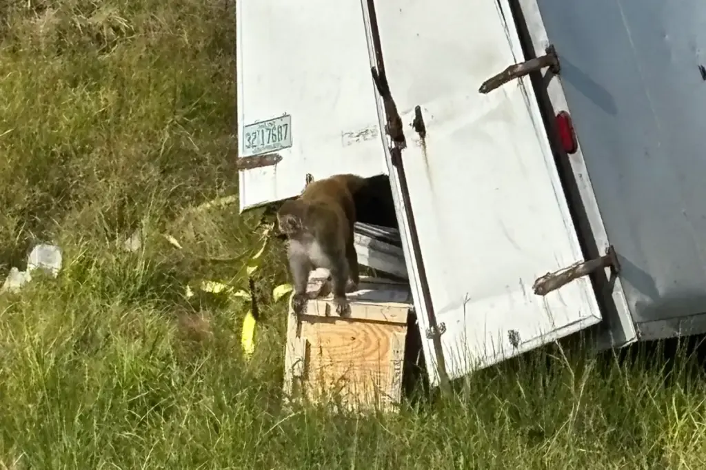Monkey infected with COVID and STIs on the loose in Mississippi after truck accident, sheriff reports