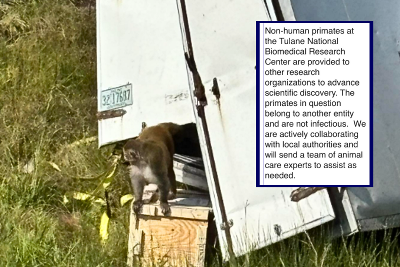 Monkeys that were not infected were killed after police mistakenly believed they had COVID-19 and STDs.