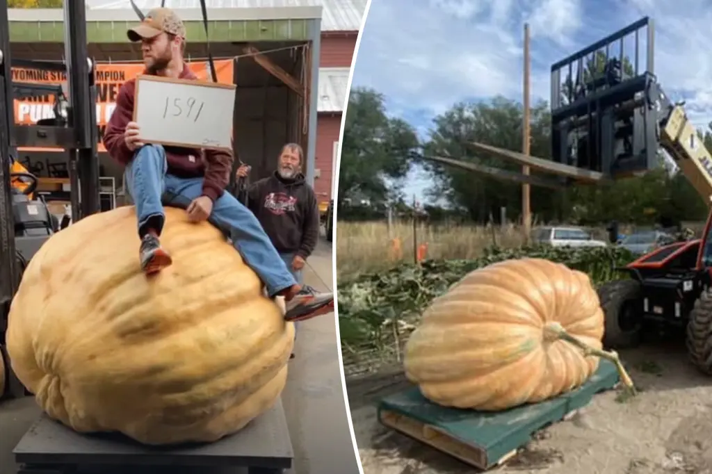 Montana man breaks state record for the largest pumpkin with a huge 1,591-pound gourd