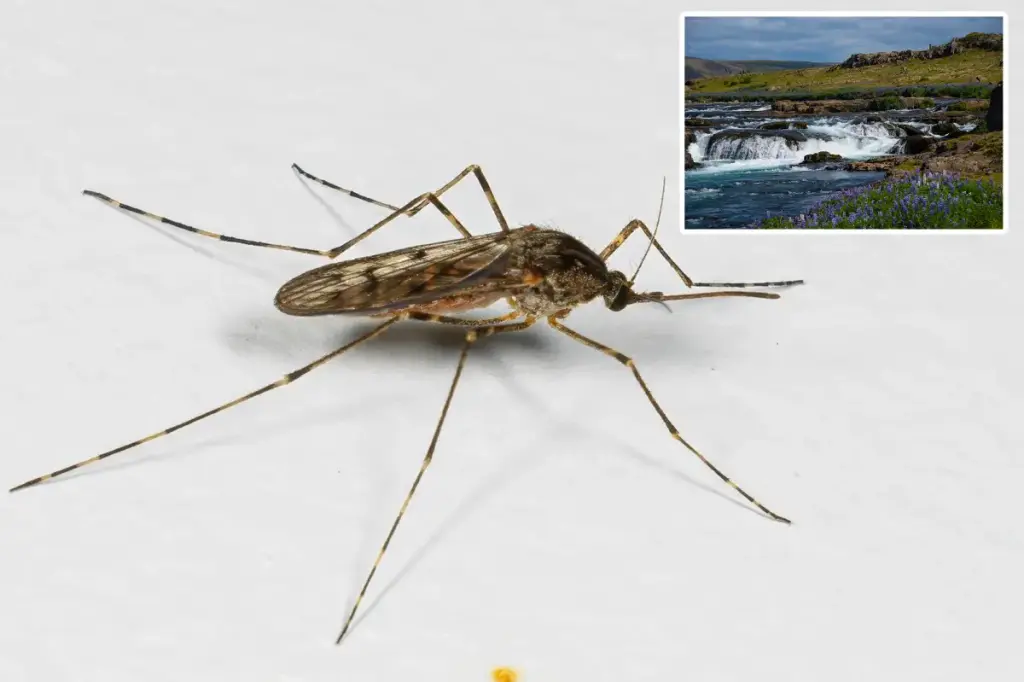 Mosquitoes discovered in Iceland for the first time ever