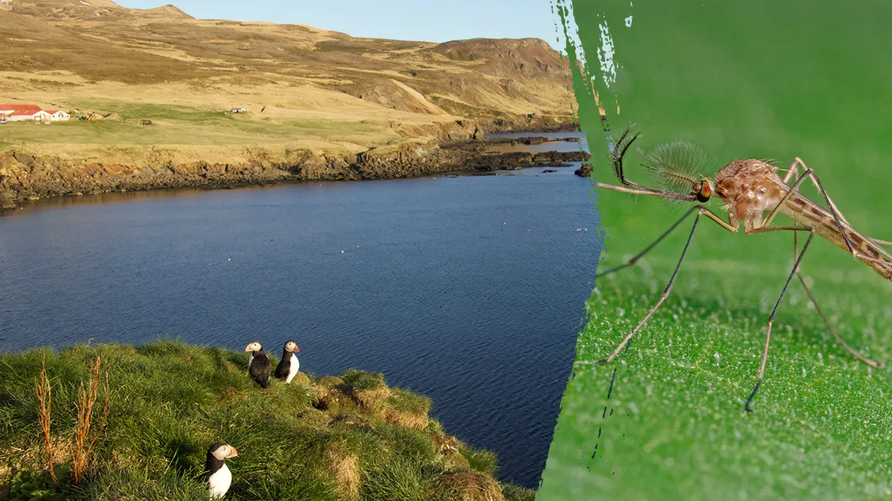 Mosquitoes seen in Iceland for the first time ever