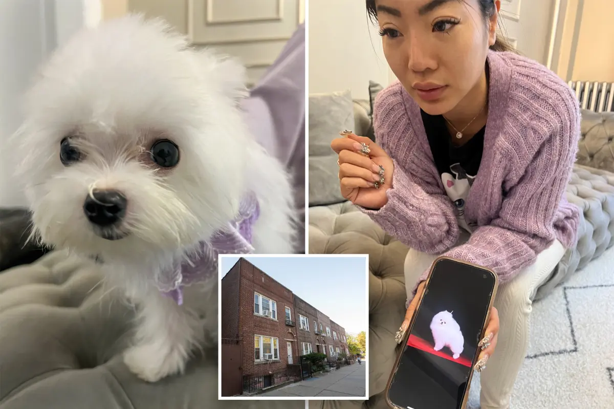 NYC pet shop Tiny Cuties offers Asian-bred puppies priced up to $38k despite New York sales prohibition
