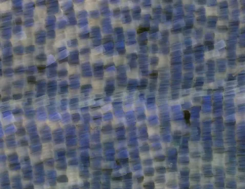 New butterfly species honors Iryna Zaruska, a Ukrainian refugee who was killed in North Carolina