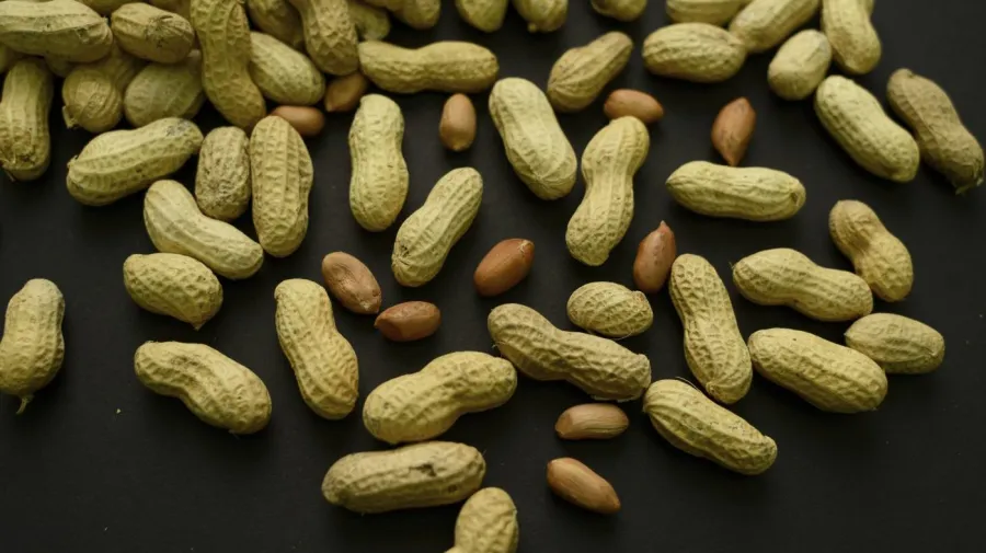 New research suggests peanut allergies could be prevented.