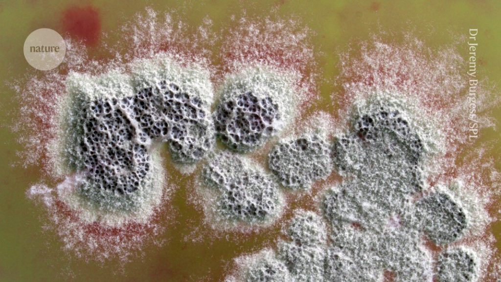 New strong antibiotic found in soil bacteria can eliminate superbugs