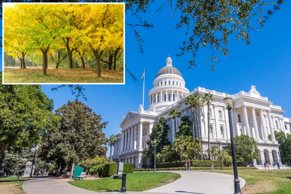 Odor resembling vomit coming from trees in California State Capitol Park