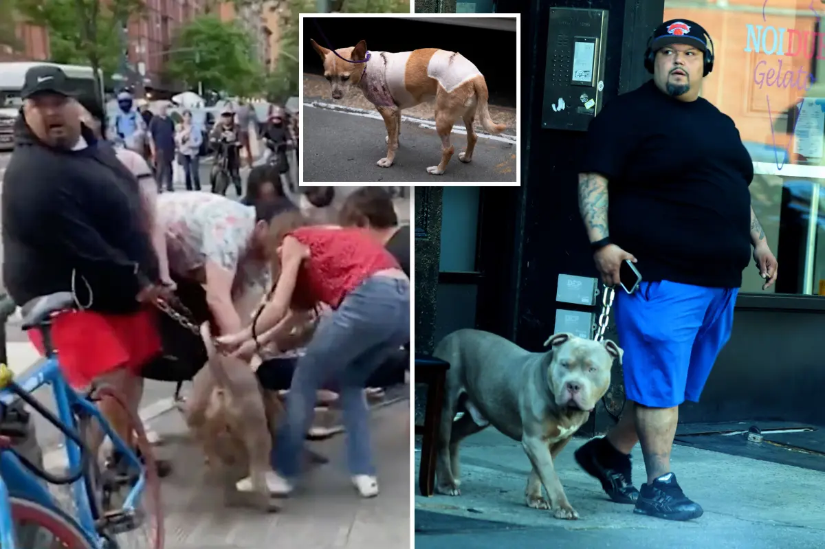 Owner of NYC pit bulls charged with attacking Penny the chihuahua required to give up dogs
