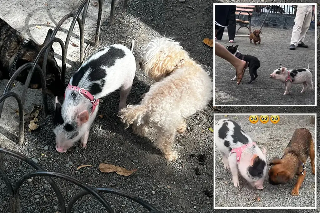 Piglet has fun running freely with dogs at a well-known NYC dog park, but experts caution it's risky.