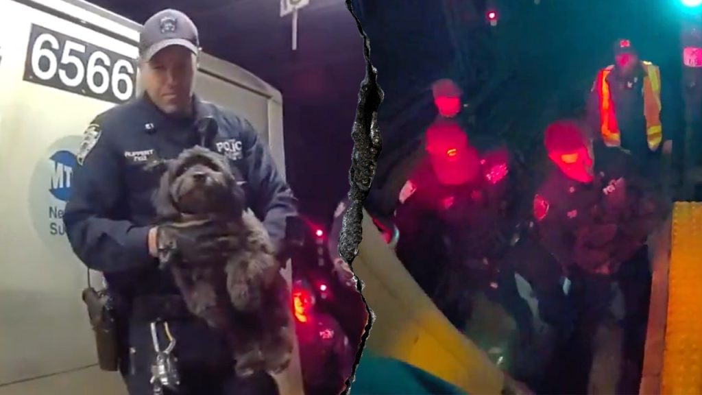 Police officers save lost dog trapped beneath subway train in New York City