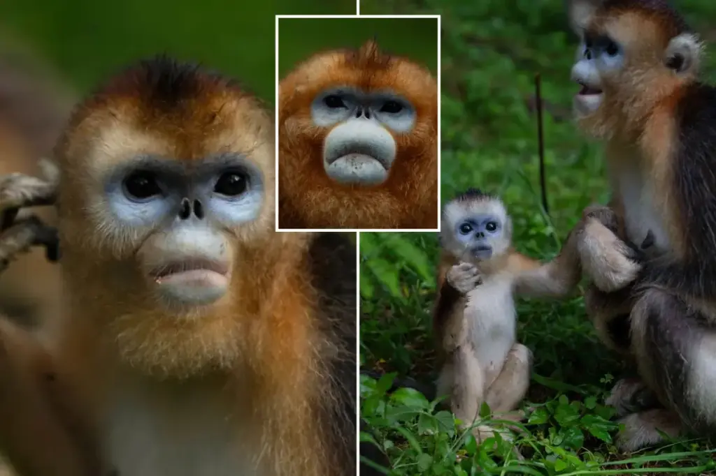 Rare monkeys from China make their first appearance in European zoos, potential new form of 'panda diplomacy'