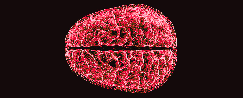 Researchers Discovered Brain-Wide Structural Changes During Menstruation