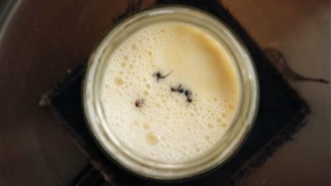 Researchers bring back an ancient Bulgarian method for making yogurt with ants