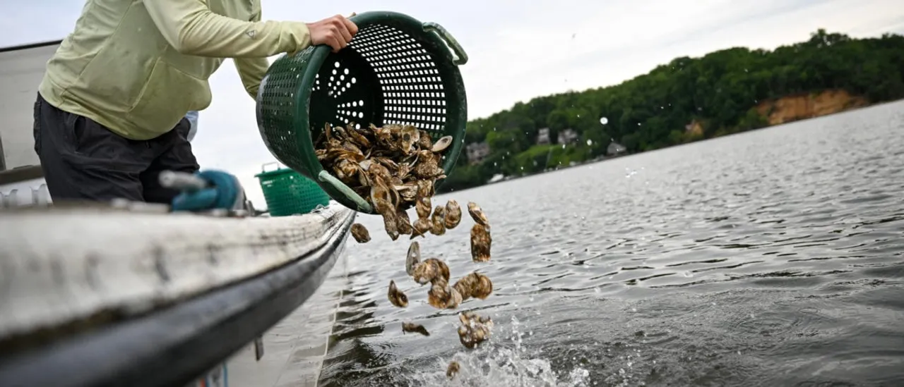 Senate Candidate Graham Platner Urges Violence in Recently Removed Posts