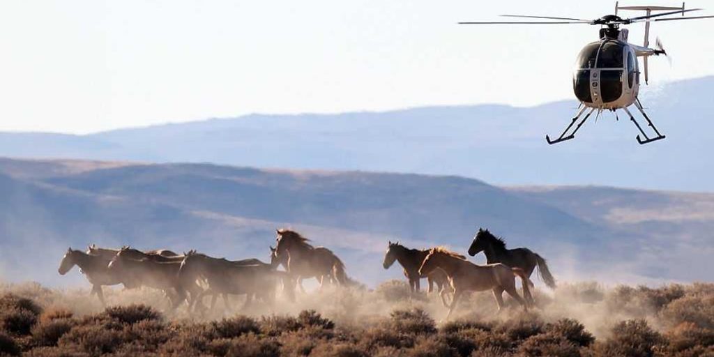 Stop the BLM’s battle against Nevada’s wild horses and the freedom of America