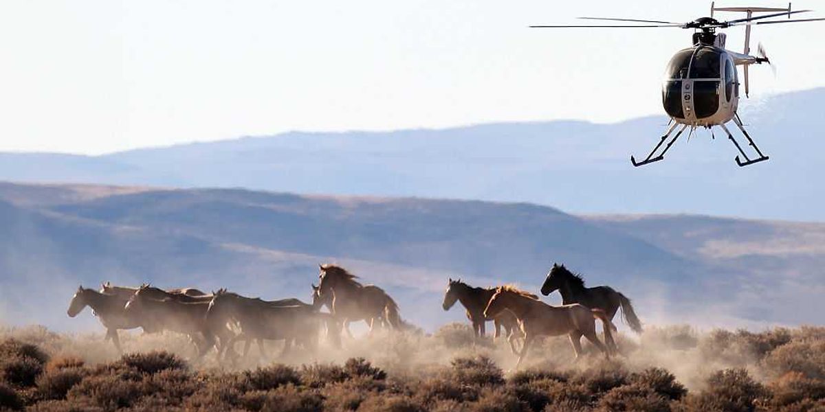 Stop the BLM’s battle against Nevada’s wild horses and the freedom of America
