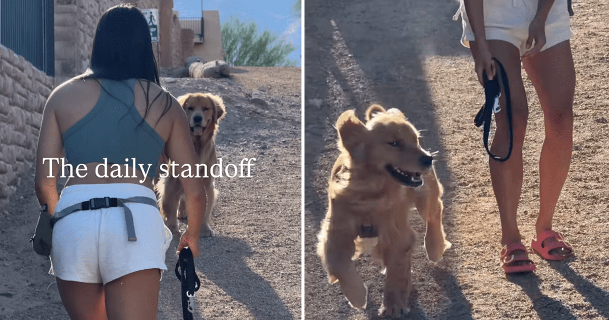 The Standoff Between a Golden Retriever and Its Owner Is Really Adorable