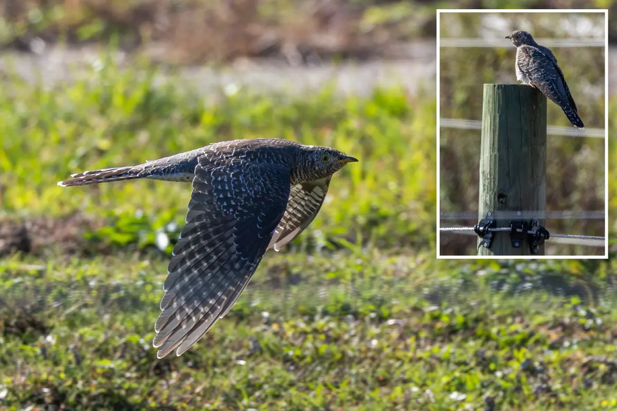 The story of a rarely spotted bird attracting many visitors to a Long Island golf course